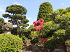 剪定/メンテナンスについて